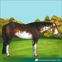 Horse Color:Gray White Spotted Buckskin 