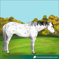 Horse Color:Gray White Spotted Bay Sabino 