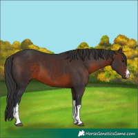 Horse Color:White Spotted Brown 