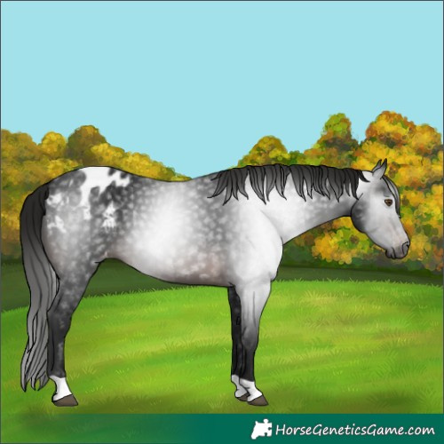 Horse Color:Gray Brown Appaloosa