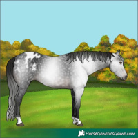 Horse Color:Gray Brown Appaloosa