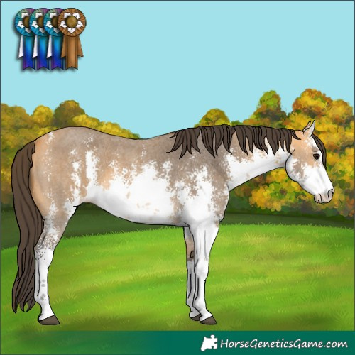 Horse Color:White Spotted Buckskin Sabino 