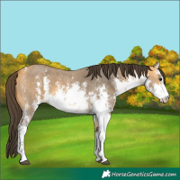 Horse Color:White Spotted Buckskin Sabino 