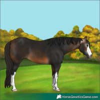 Horse Color:Gray White Spotted Buckskin