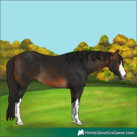 Horse Color:Gray White Spotted Buckskin 