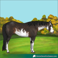 Horse Color:Gray White Spotted Brown