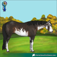 Horse Color:Gray White Spotted Brown