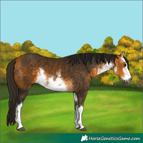 Horse Color:Gray White Spotted Buckskin 