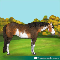 Horse Color:Gray White Spotted Buckskin