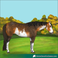 Horse Color:Gray White Spotted Buckskin 