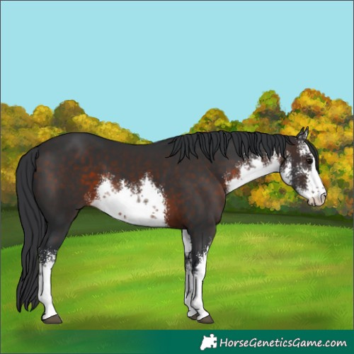 Horse Color:White Spotted Brown