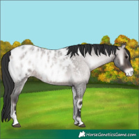 Horse Color:Platinum Brown Roan Onyx Near Leopard 