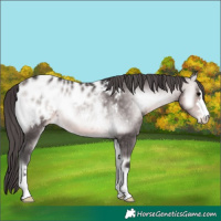 Horse Color:Platinum Buckskin Onyx Appaloosa