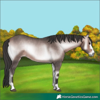 Horse Color:Platinum Bay Onyx