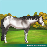 Horse Color:Platinum Bay Onyx Appaloosa