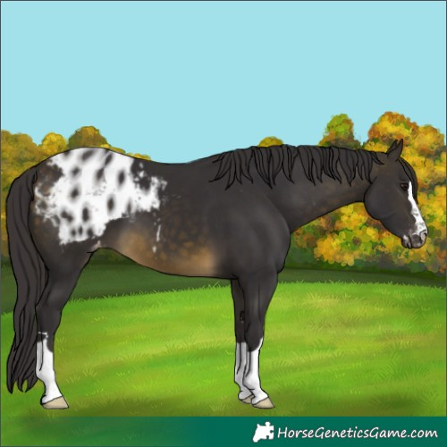 Horse Color:Buckskin Appaloosa 