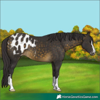 Horse Color:Buckskin Appaloosa 