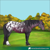 Horse Color:Brown Appaloosa