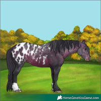 Horse Color:Brown Appaloosa 