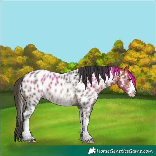 Horse Color:Bay Sabino Appaloosa 
