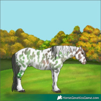 Horse Color:Brown Dun Tobiano Appaloosa 
