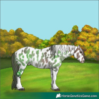Horse Color:Brown Dun Tobiano Appaloosa