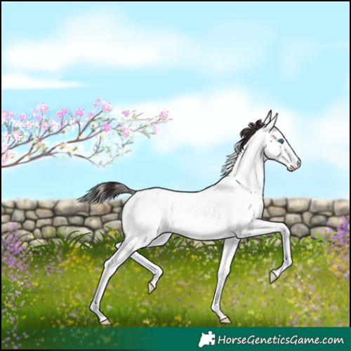Horse Color:White Spotted Brown Roan Dun Splash Appaloosa Rabicano