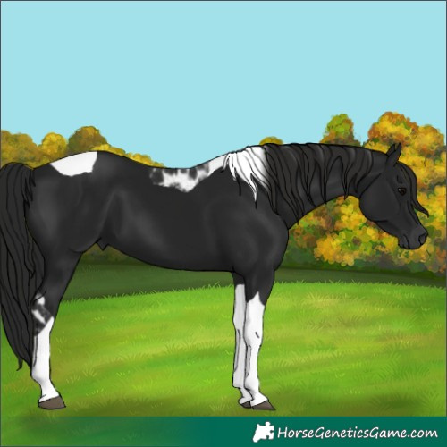 Horse Color:Unknown 