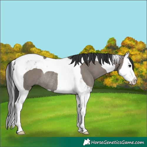 Horse Color:Grullo Splash Tobiano Rabicano