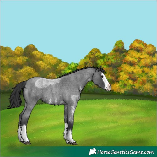 Horse Color:Blue Roan Sabino Splash  and Blue Roan Sabino Splash 