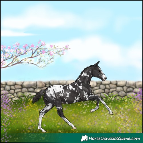 Horse Color:White Spotted Smoky Black Sabino Appaloosa 