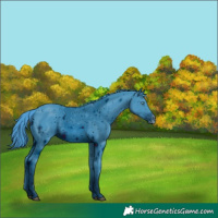 Horse Color:ERROR: UNKNOWN ANOMALY