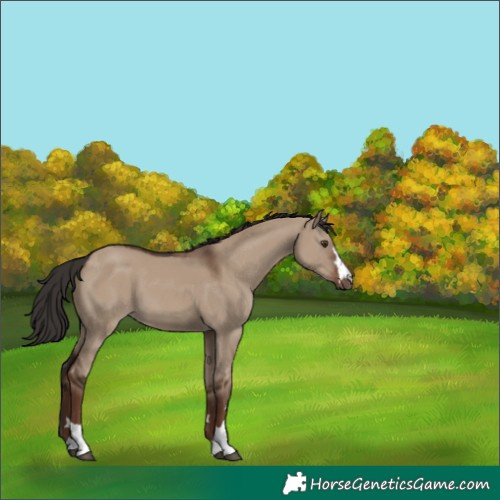 Horse Color:Liver Red Dun Rabicano 