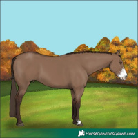 Horse Color:Liver Red Dun Sabino