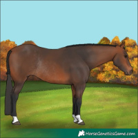Horse Color:Bay Rabicano