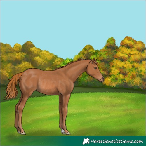 Horse Color:Chestnut Rabicano 