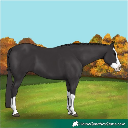 Horse Color:Smoky Black Splash 