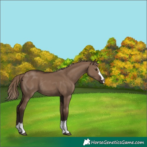 Horse Color:Liver Red Dun Rabicano 