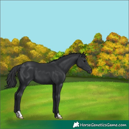 Horse Color:Black 