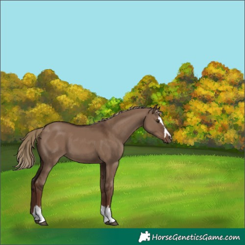 Horse Color:Liver Red Dun 
