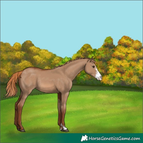 Horse Color:Red Dun Sabino Rabicano 
