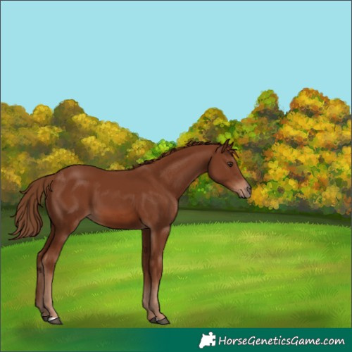 Horse Color:Chestnut 