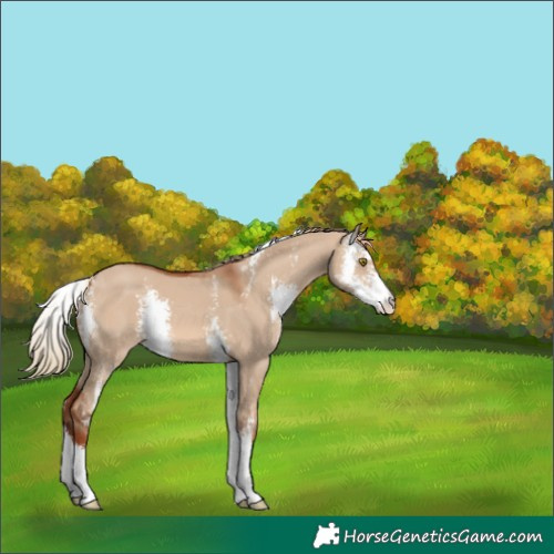 Horse Color:Red Dun Sabino 