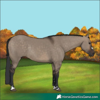 Horse Color:Brown Dun Rabicano 