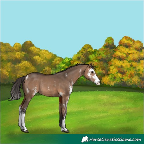 Horse Color:Bay Dun Sabino Rabicano 