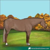 Horse Color:Liver Red Dun 