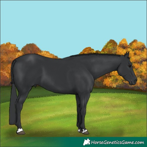 Horse Color:Black 