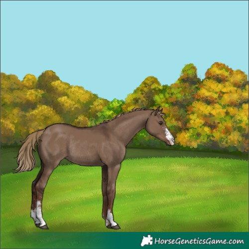Horse Color:Liver Red Dun Sabino Rabicano 