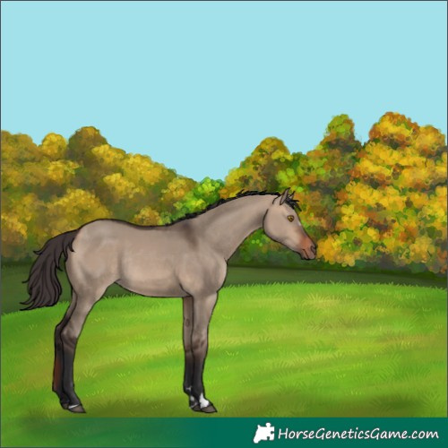 Horse Color:Bay Dun Rabicano 