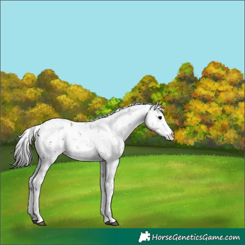 Horse Color:Grullo Sabino Rabicano 